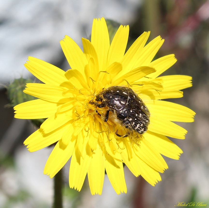 Oxythyrea funesta - Cetoniidae