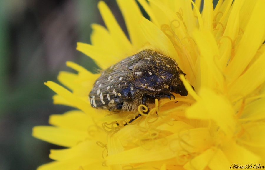 Oxythyrea funesta - Cetoniidae