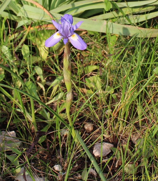 Moraea sisyrinchium / Giaggiolo dei poveretti