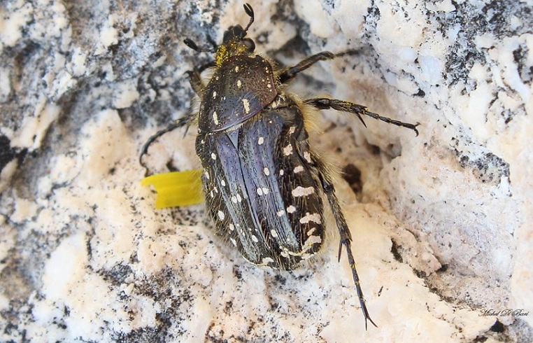 Oxythyrea funesta - Cetoniidae