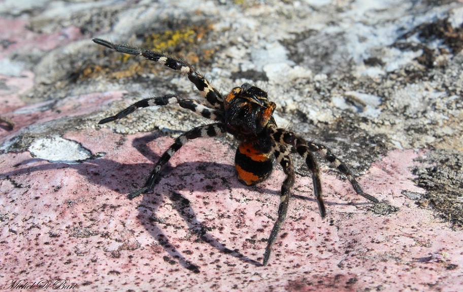 Lycosa tarantula - San Giovanni Rotondo (FG)