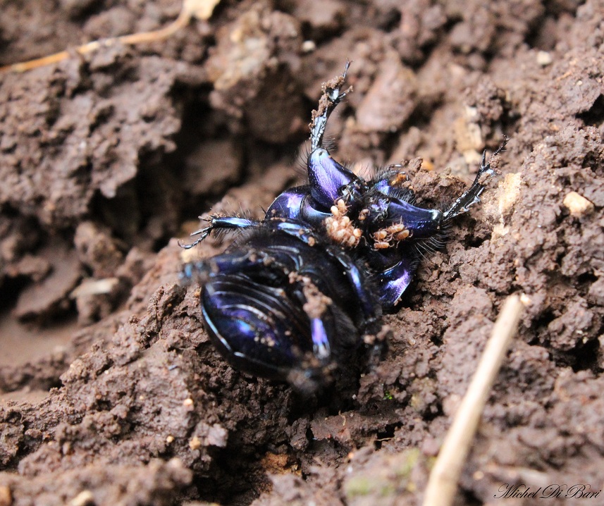 Geotrupes (s.s.) sp., Geotrupidae