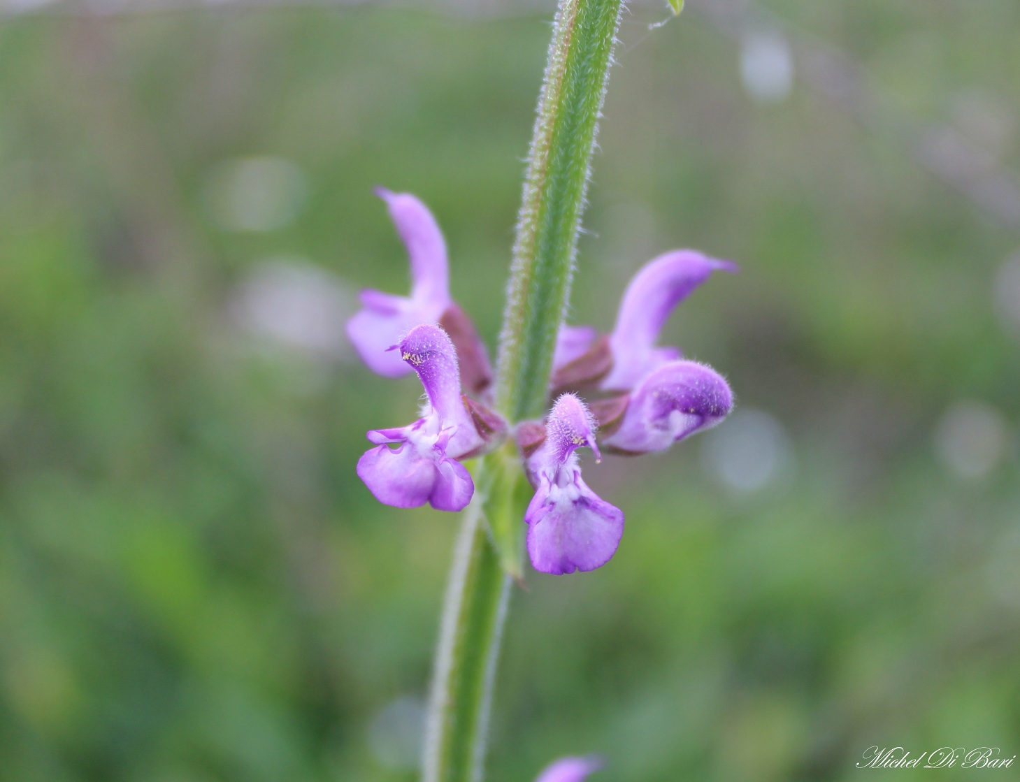 Salvia haematodes