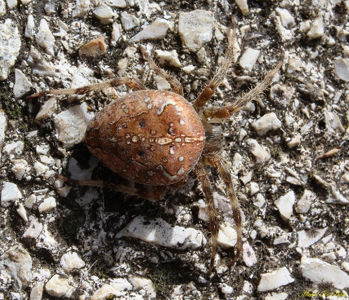 Araneus diadematus - Monte Sacro, Gargano (FG)
