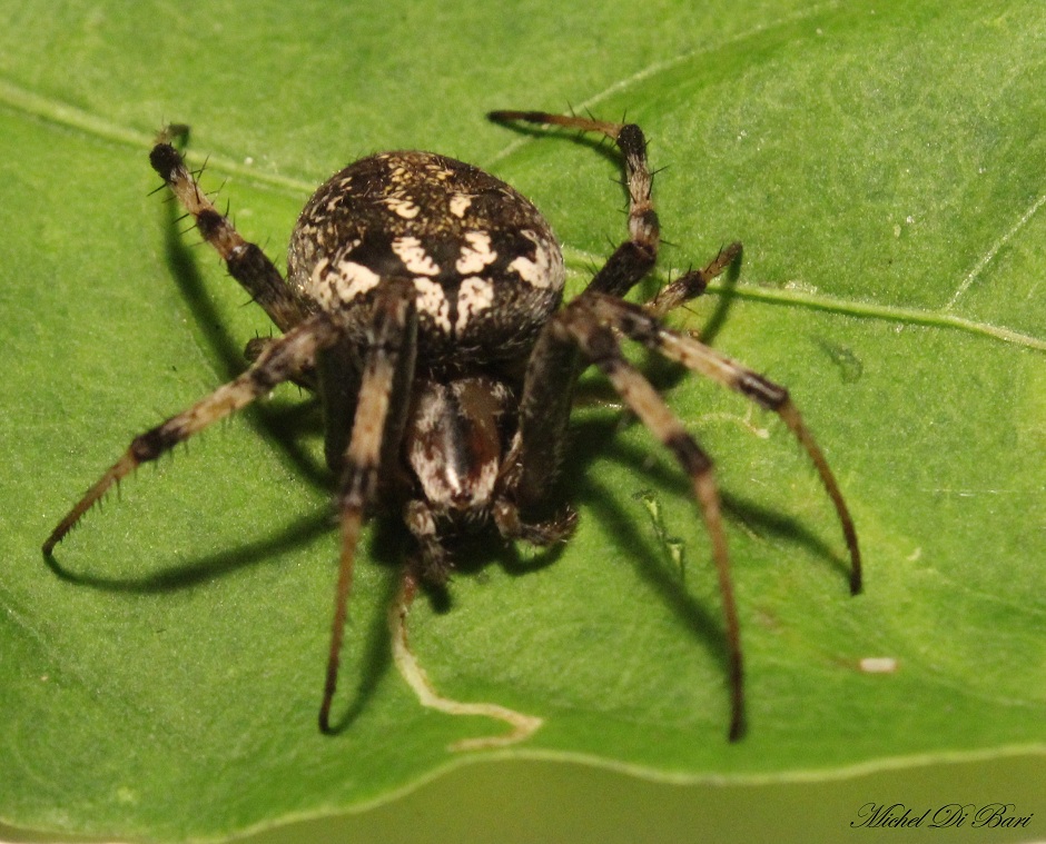 Neoscona byzanthina - Manfredonia (FG)