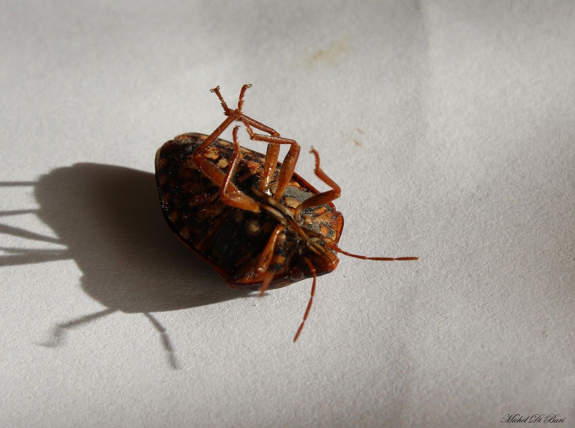 Scutelleridae: Solenosthedium bilunatum delle Puglie.