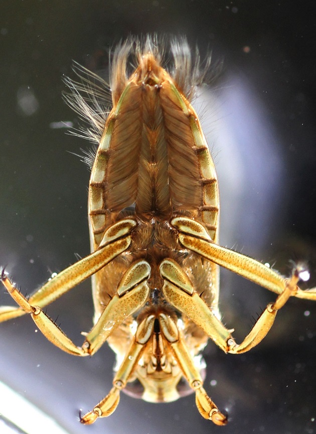 Notonectidae: Notonecta maculata maculata