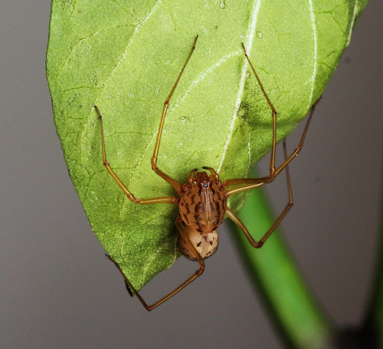 Scytodes sp. - Manfredonia (FG)