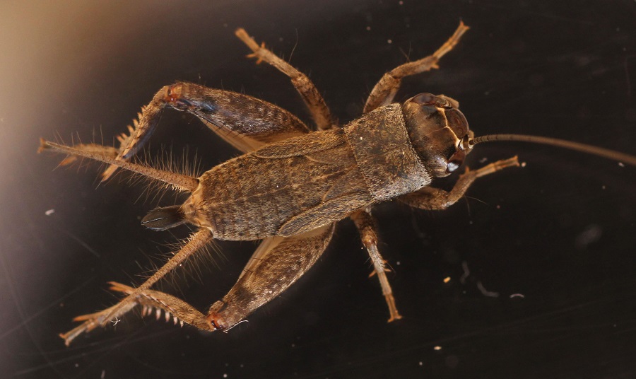 Gryllidae: Eumodicogryllus bordigalensis