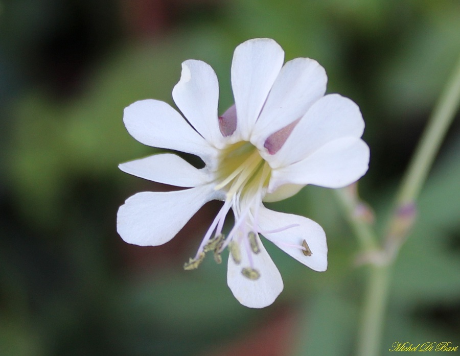 Quale silene? Silene vulgaris