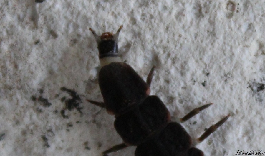 larva di Lampyris noctiluca