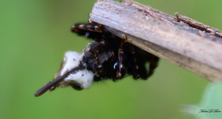 Conopidae: Myopa picta