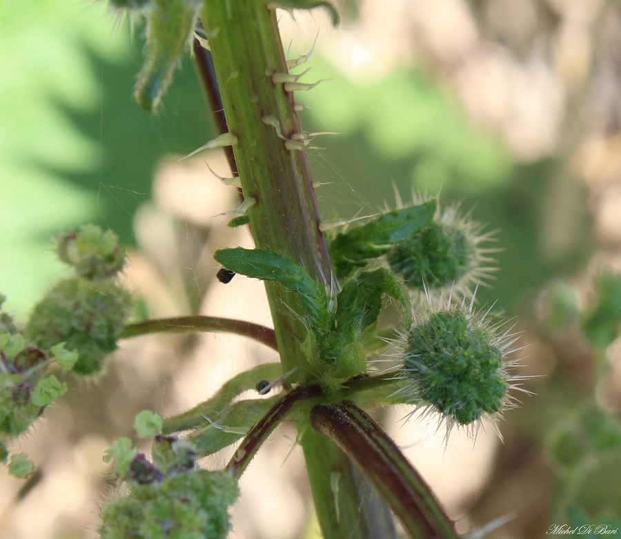 Urtica pilulifera