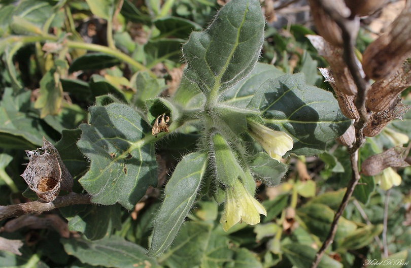 Hyoscyamus albus