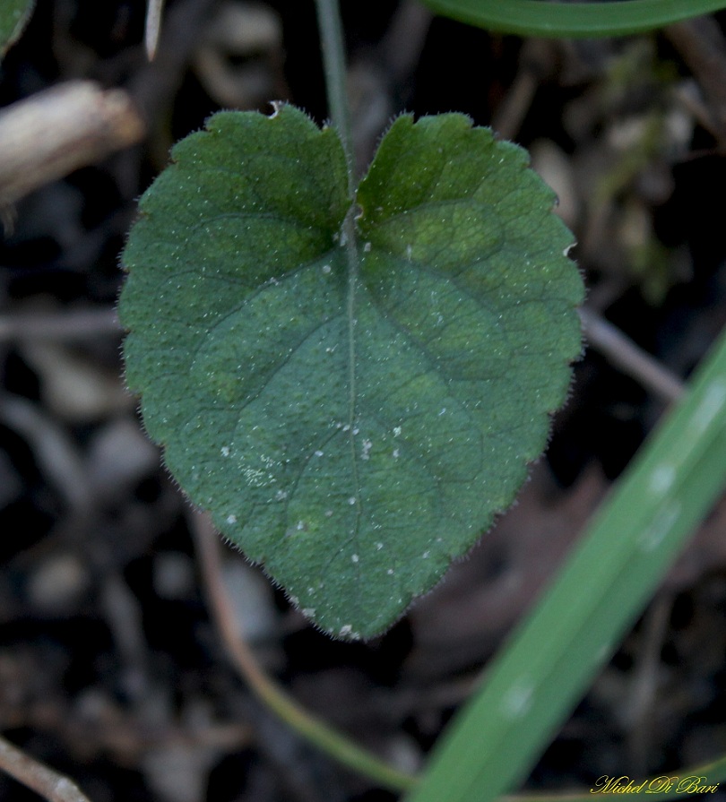 viola alba subsp. dehnhardtii