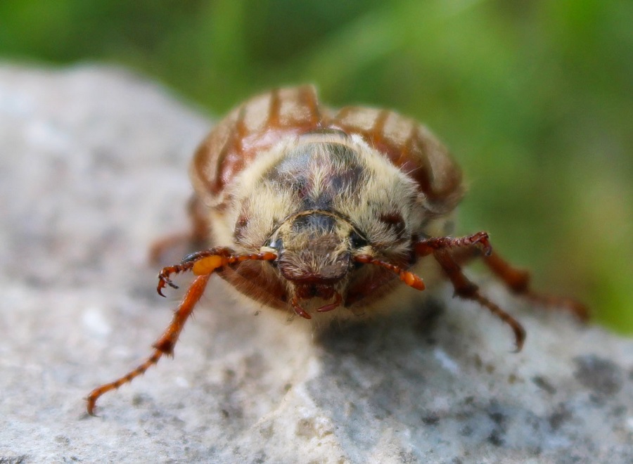 Melolontha pectoralis, femmina.