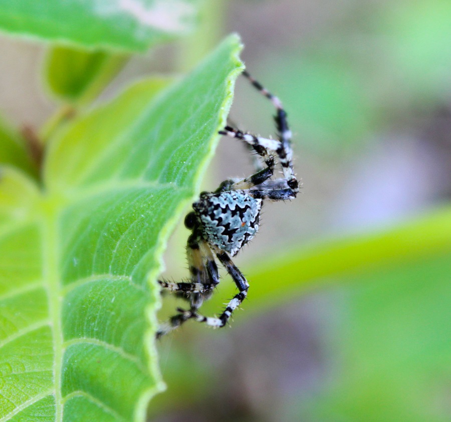 Maschio di Araneus circe - Ruggiano (FG)