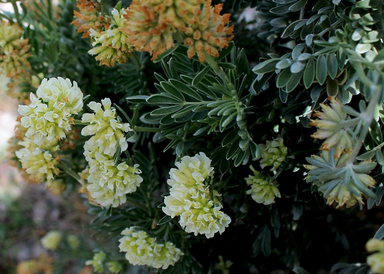 Anthyllis barba-jovis / Vulneraria barba di Giove