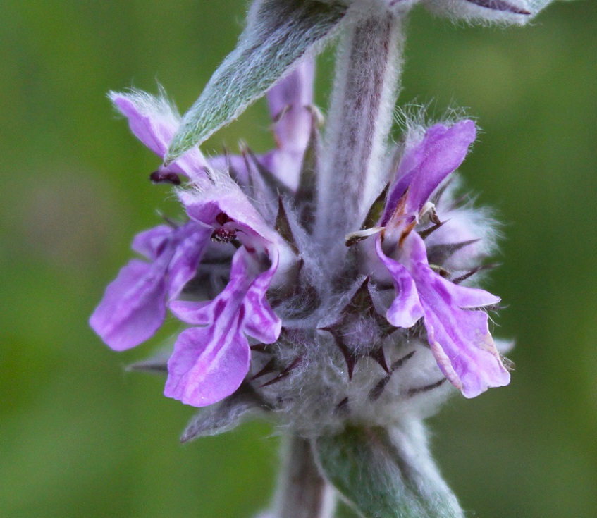 Stachys cretica / Betonica di Creta