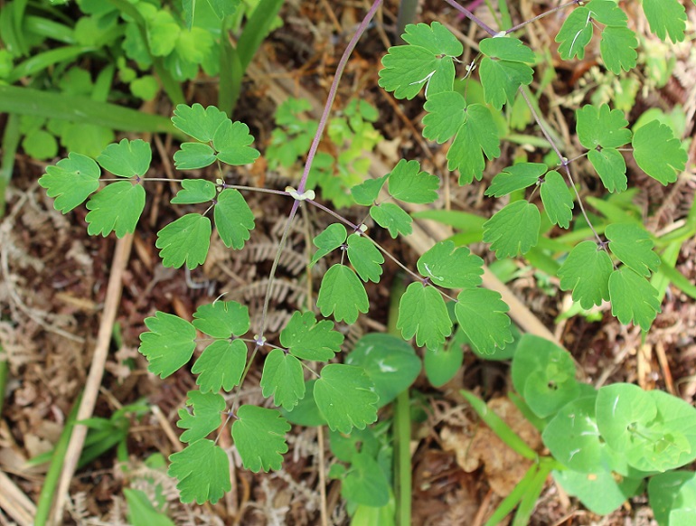 Thalictrum aquilegiifolium