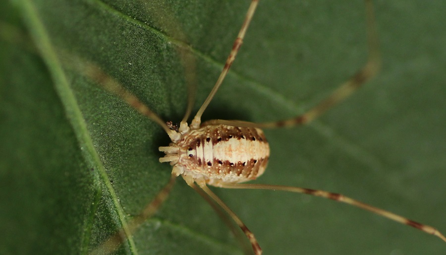 Opilio sp.