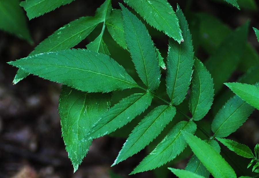 Sambucus ebulus