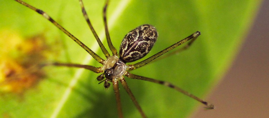 Holocnemus pluchei - Manfredonia Gargano (FG)