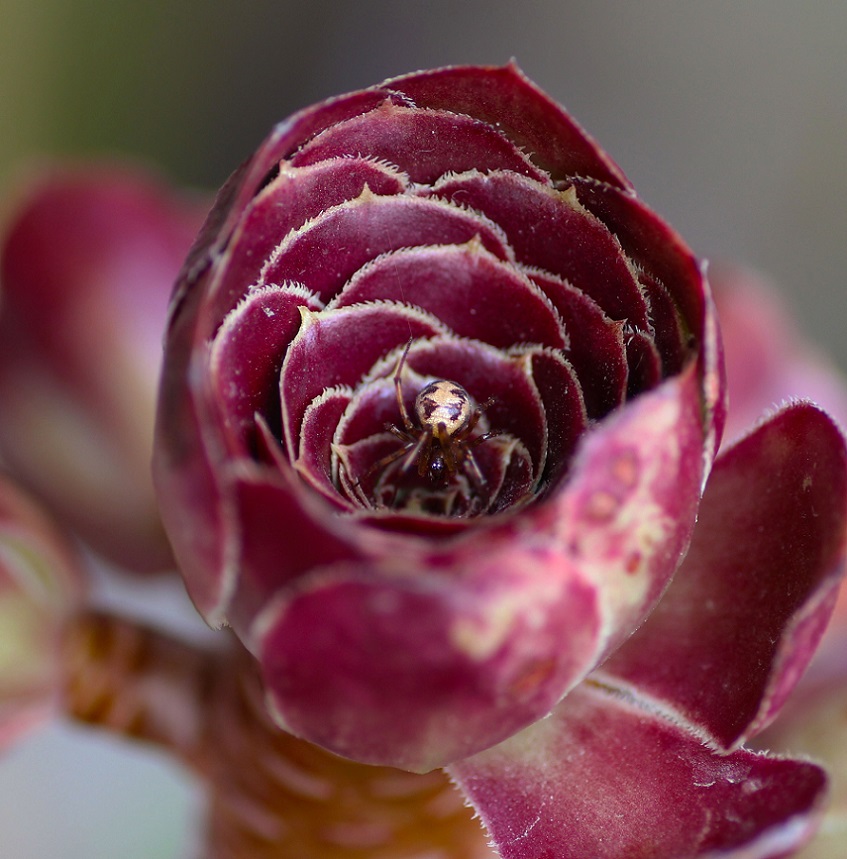 Steatoda triangulosa - Manfredonia Gargano (FG)