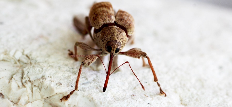 Curculio venosus (cfr.) Curculionidae