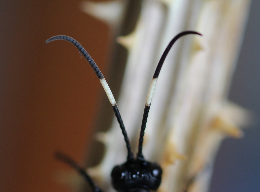 Ichneumonidae Ichneumoninae, femmine: gen. indet. e Lymantrichneumon disparis