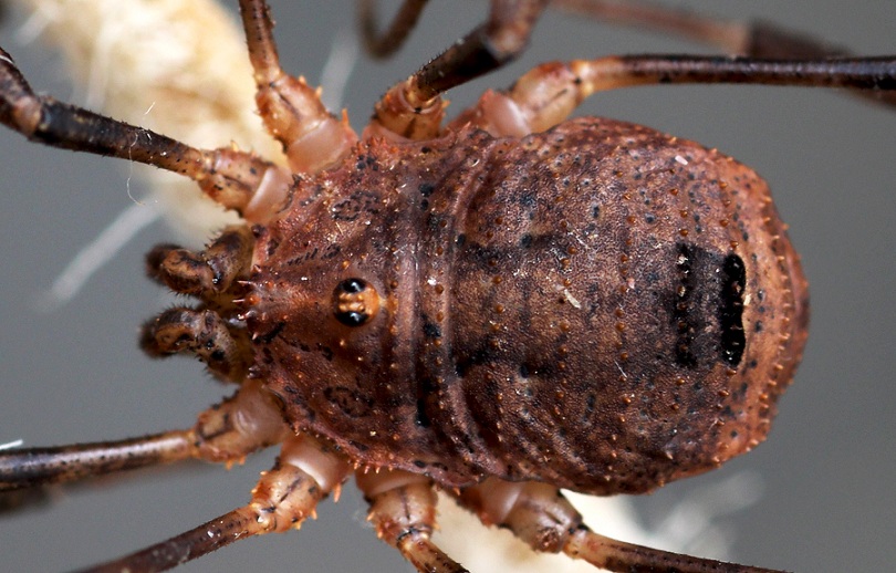 Odiellus coronatus (Phalangiidae)