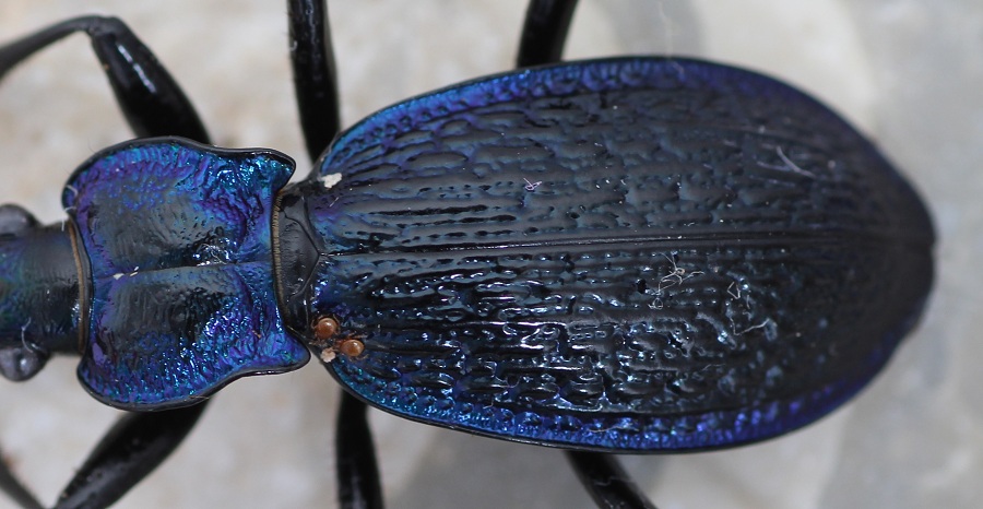 Da determinare - Carabus lefebvrei ssp. bayardi
