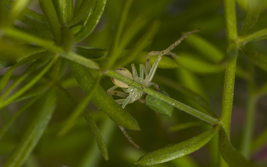 Thomisidae:  Diaea cfr. livens - Manfredonia (FG)