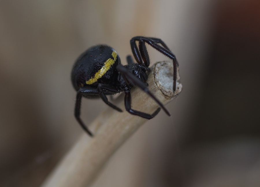 Steatoda paykulliana? S !   -   Monte Castellana S. G. Rotondo Gargano (FG)