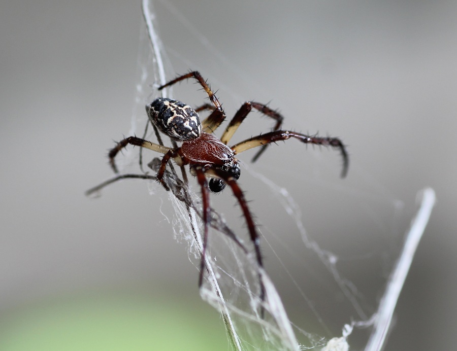 Larinioides cornutus ♂ - Gargano (FG)