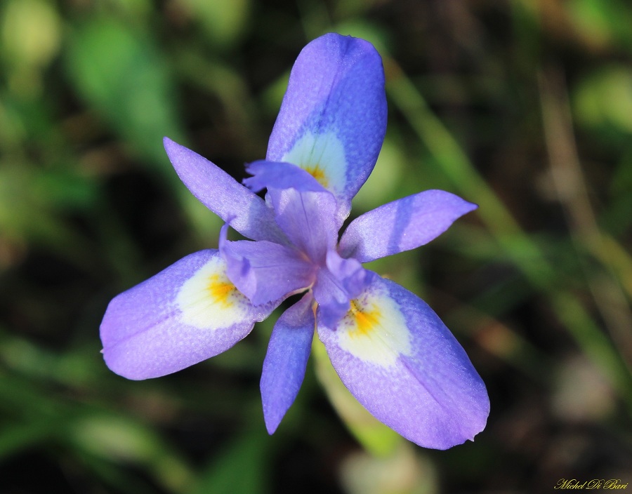 Moraea sisyrinchium / Giaggiolo dei poveretti