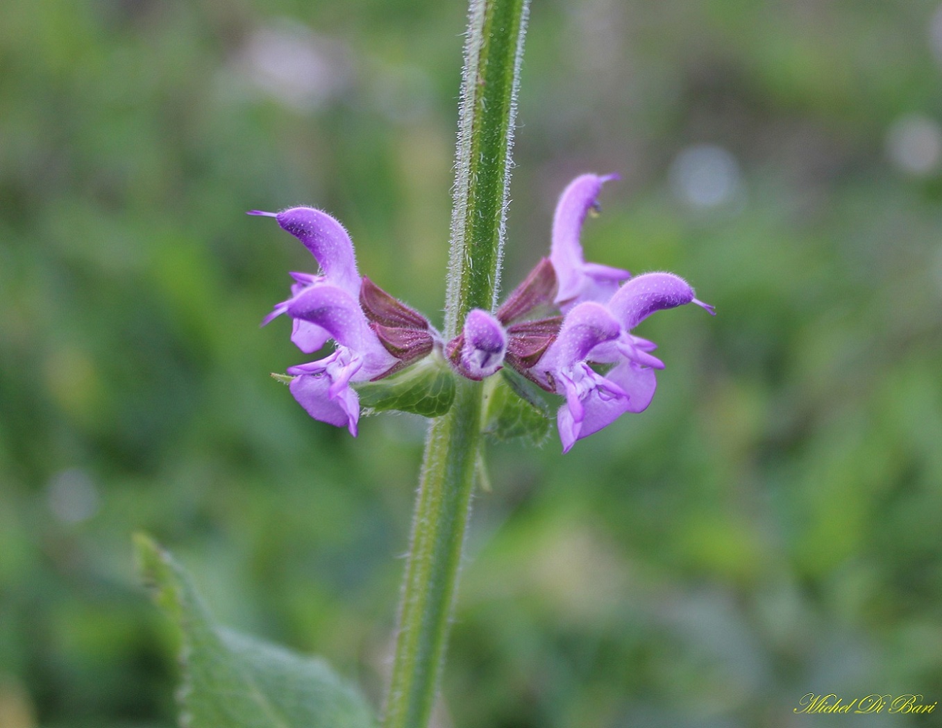Salvia haematodes
