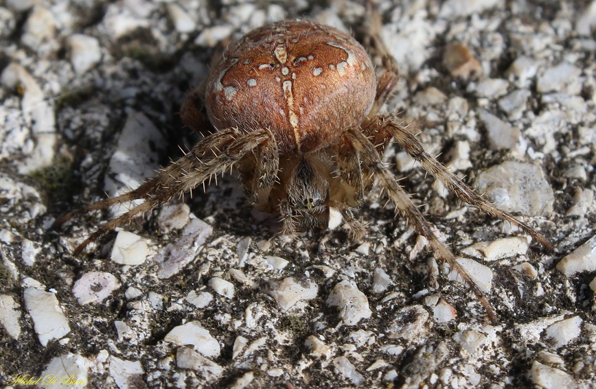 Araneus diadematus - Monte Sacro, Gargano (FG)