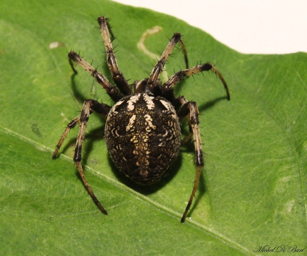 Neoscona byzanthina - Manfredonia (FG)