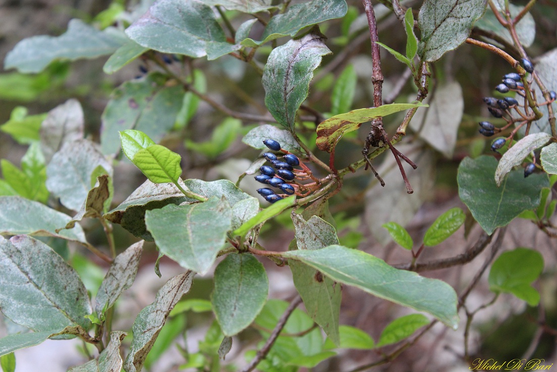 Viburnum tinus