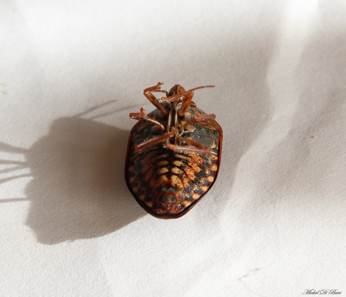 Scutelleridae: Solenosthedium bilunatum delle Puglie.
