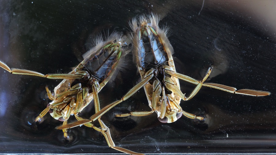 Notonectidae: Notonecta maculata maculata