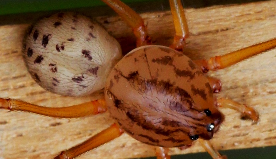 Scytodes sp. - Manfredonia (FG)