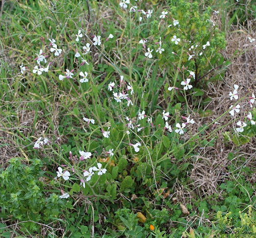 Raphanus raphanistrum