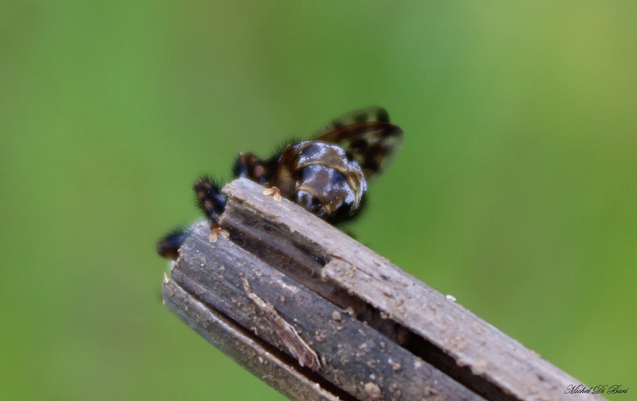 Conopidae: Myopa picta
