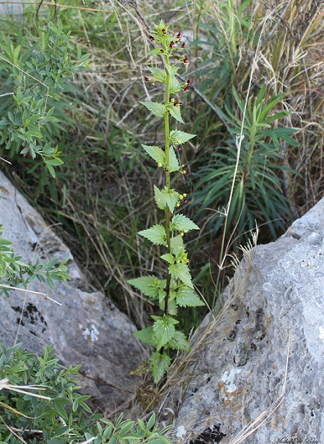 Scrophularia peregrina / Scrofularia annuale