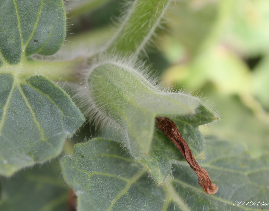 Hyoscyamus albus