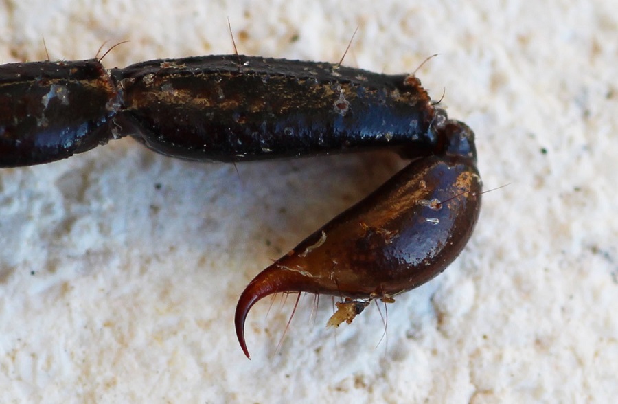 Euscorpius garganicus da Gargano, Puglia