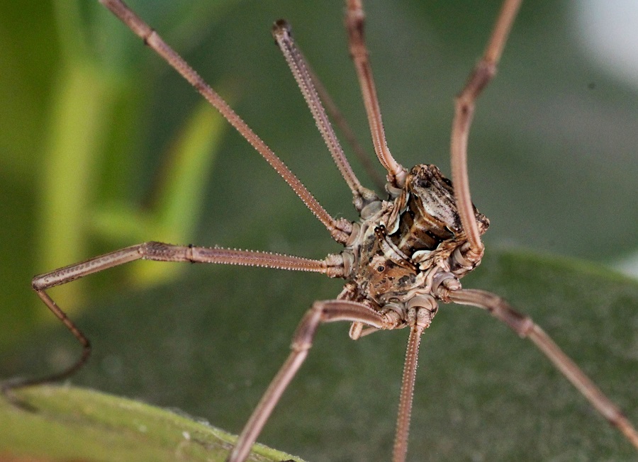 Metaphalangium sp.