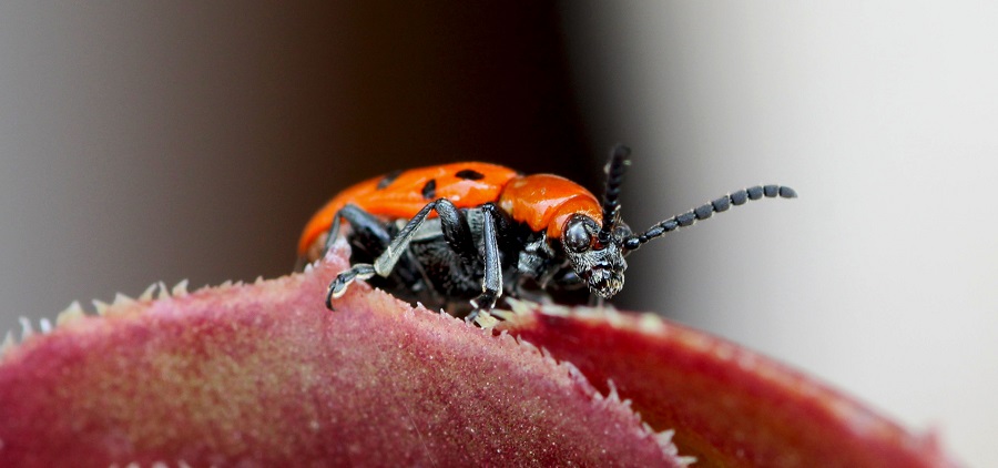 Crioceris duodecimpunctata, Chrysomelidae